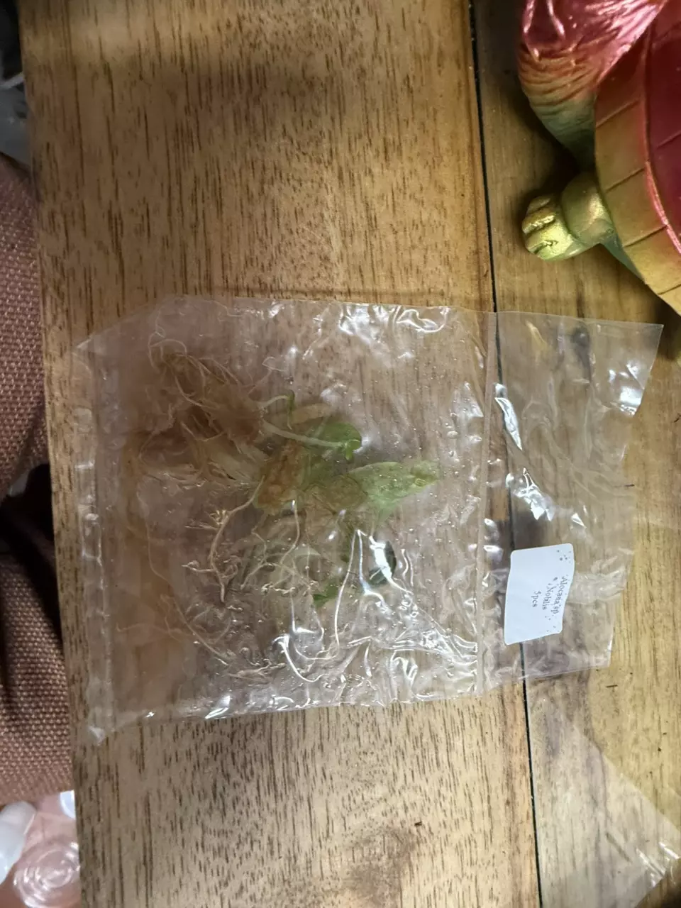 plant/Alocasia Nobilis 5 pack-0