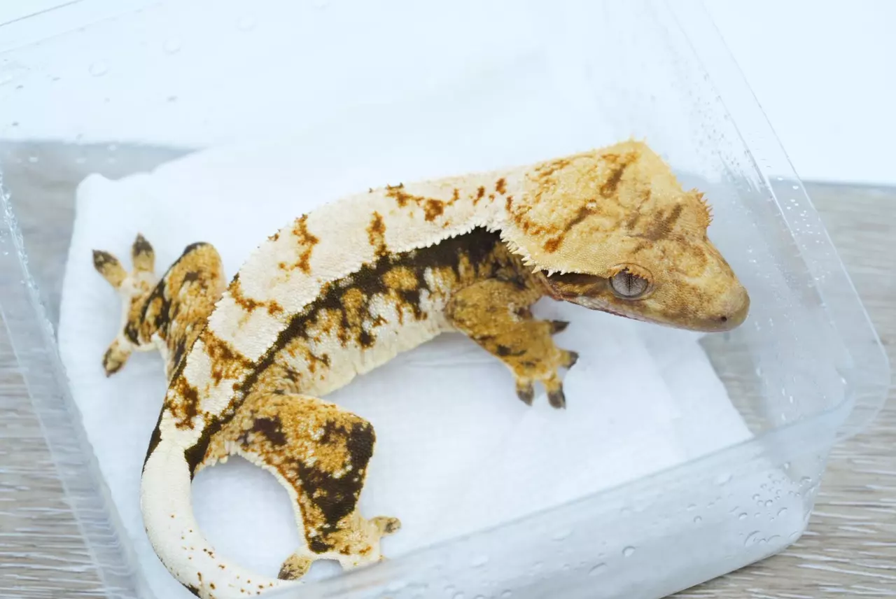 plant/477 CVNUEL Tri Color Female-1