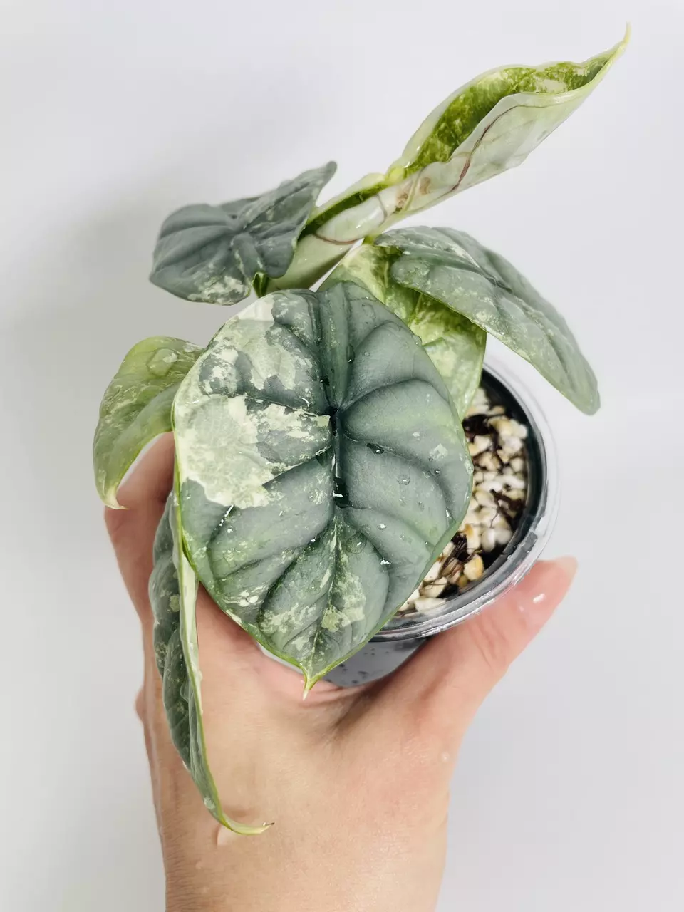 plant/Alocasia Silver Dragon Var. 0551-0