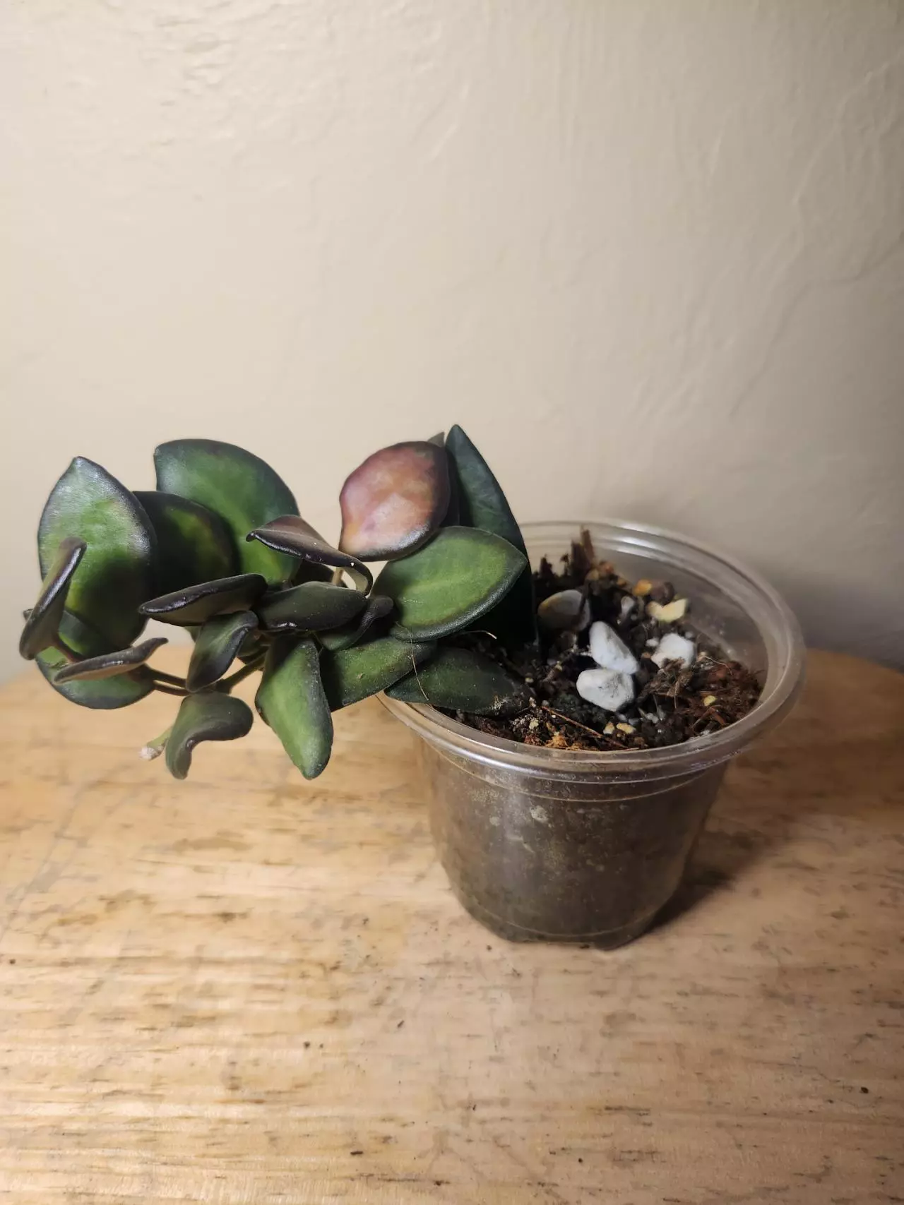 plant/#22 Hoya Burtoniae-1