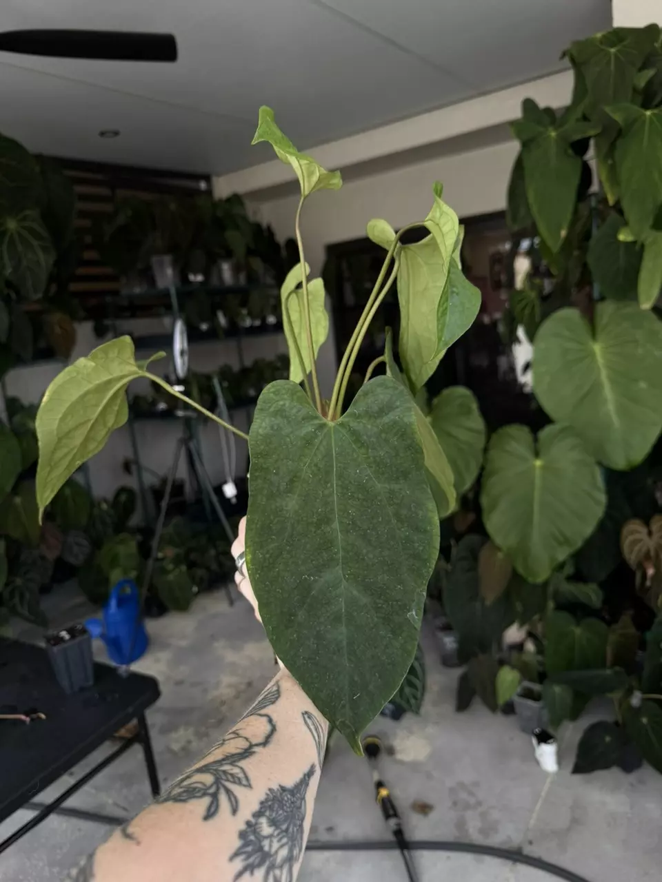 plant/Tezula anthurium AOS df x Pap Soul Reaper-1