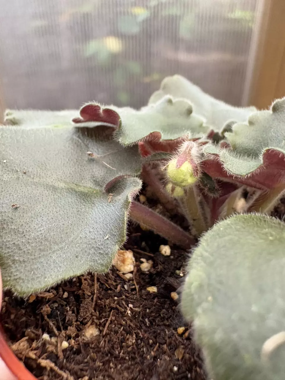 plant/4” African Violet Lemon Whip-2