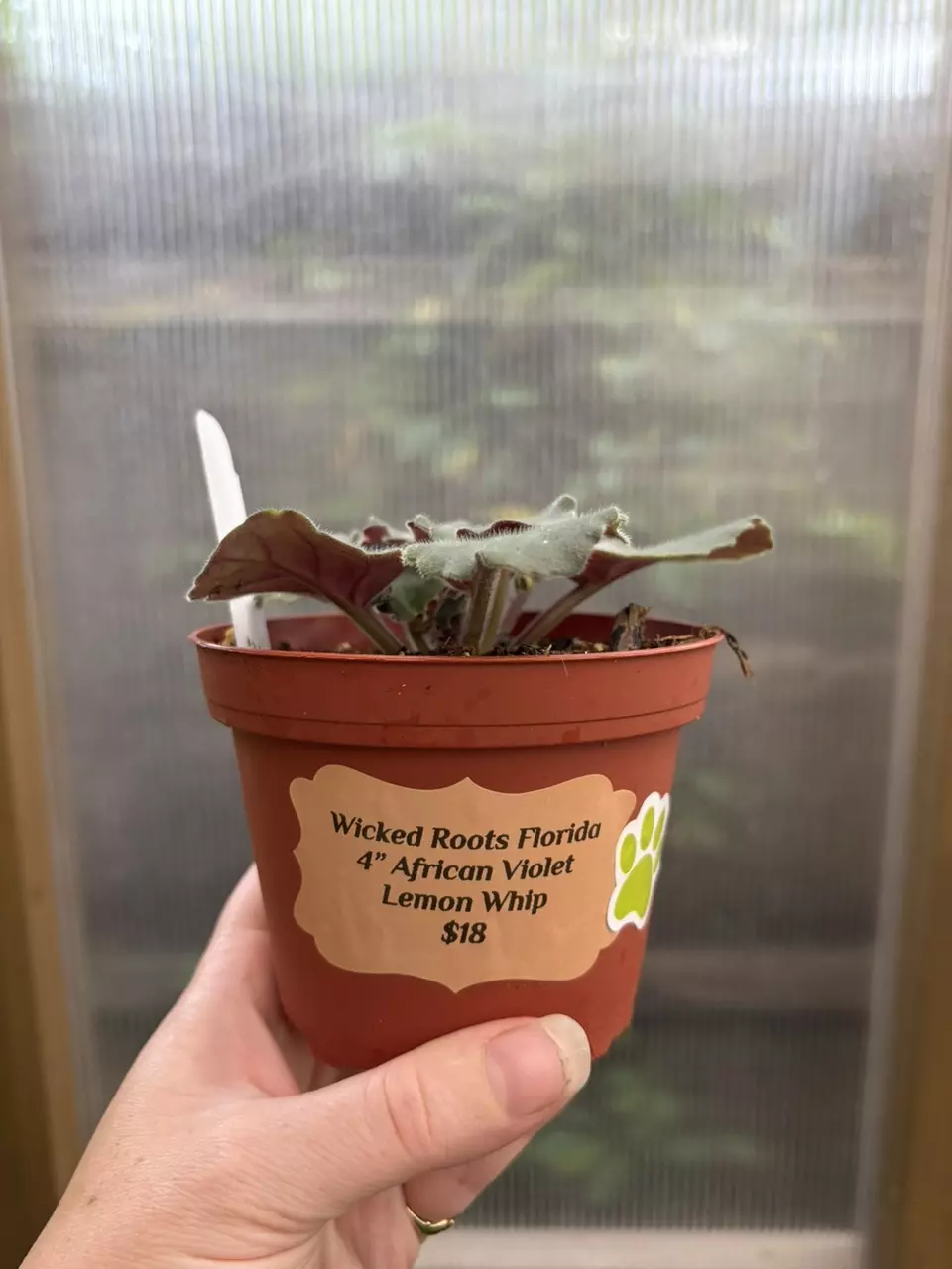 plant/4” African Violet Lemon Whip-1