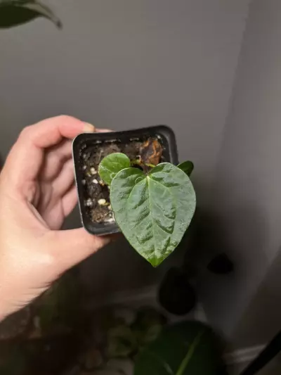 plant/Anthurium Contessa x Papi BVEP (1 seeding)-0-thumbnail