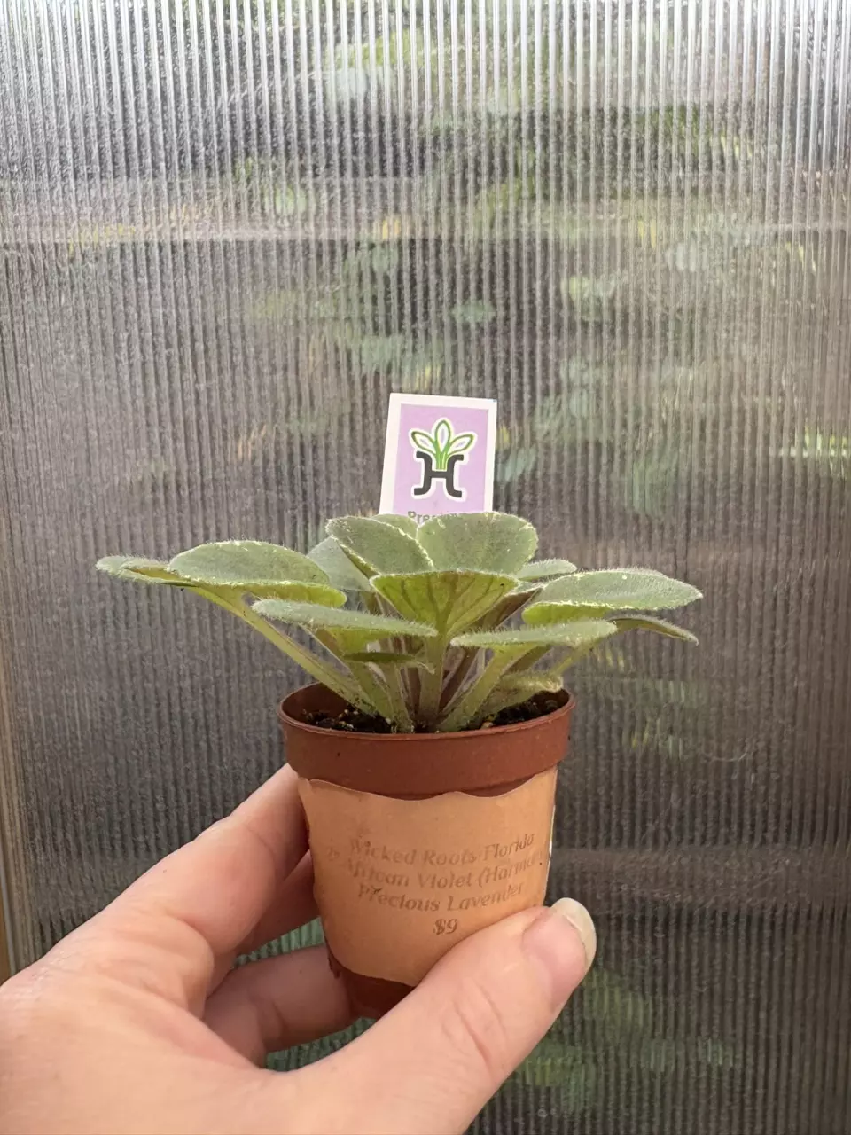 plant/2” Mini African Violet Precious Lavender-2