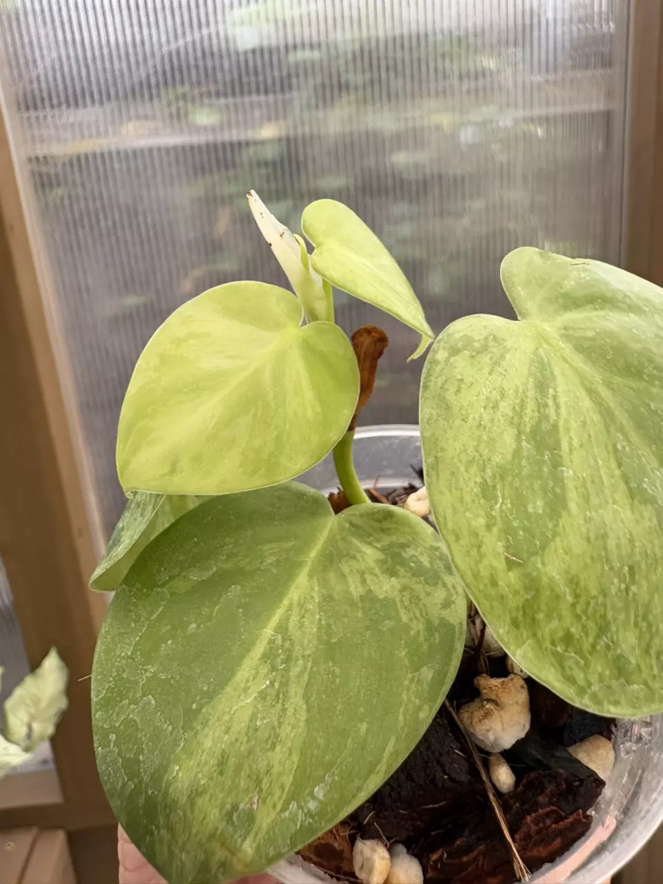 plant/3” Philodendron Heartleaf Variegated-2