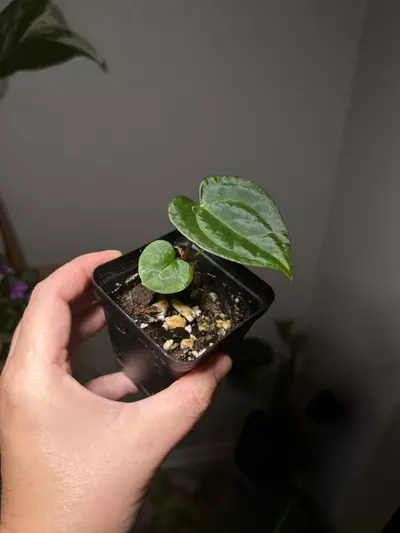 plant/Anthurium Contessa x Papi BVEP (1 seeding)-1-thumbnail