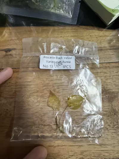 plant/Alocasia Black Velvet Aurea Rehab 13-0-thumbnail