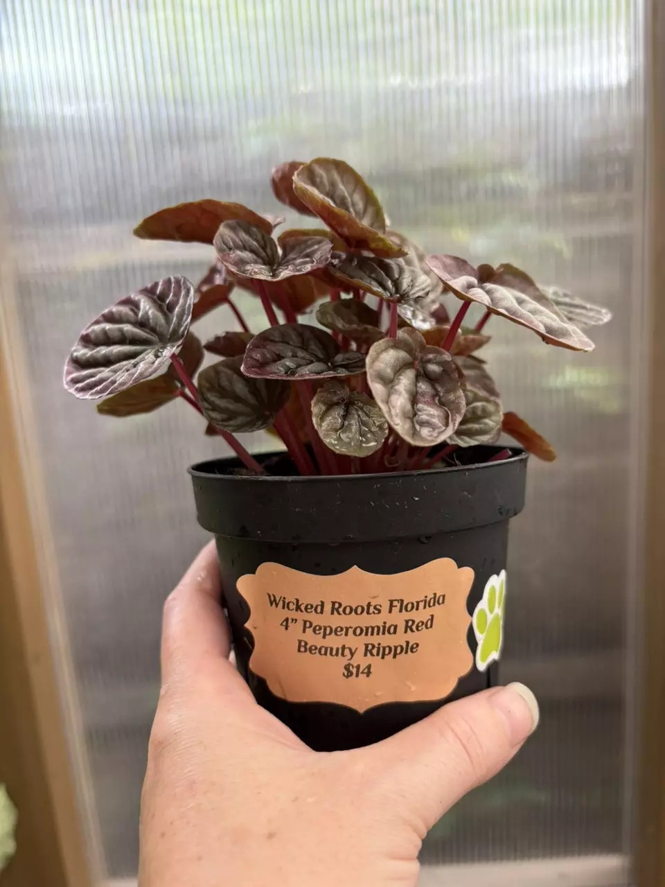 plant/4” Peperomia Red Beauty Ripple-1