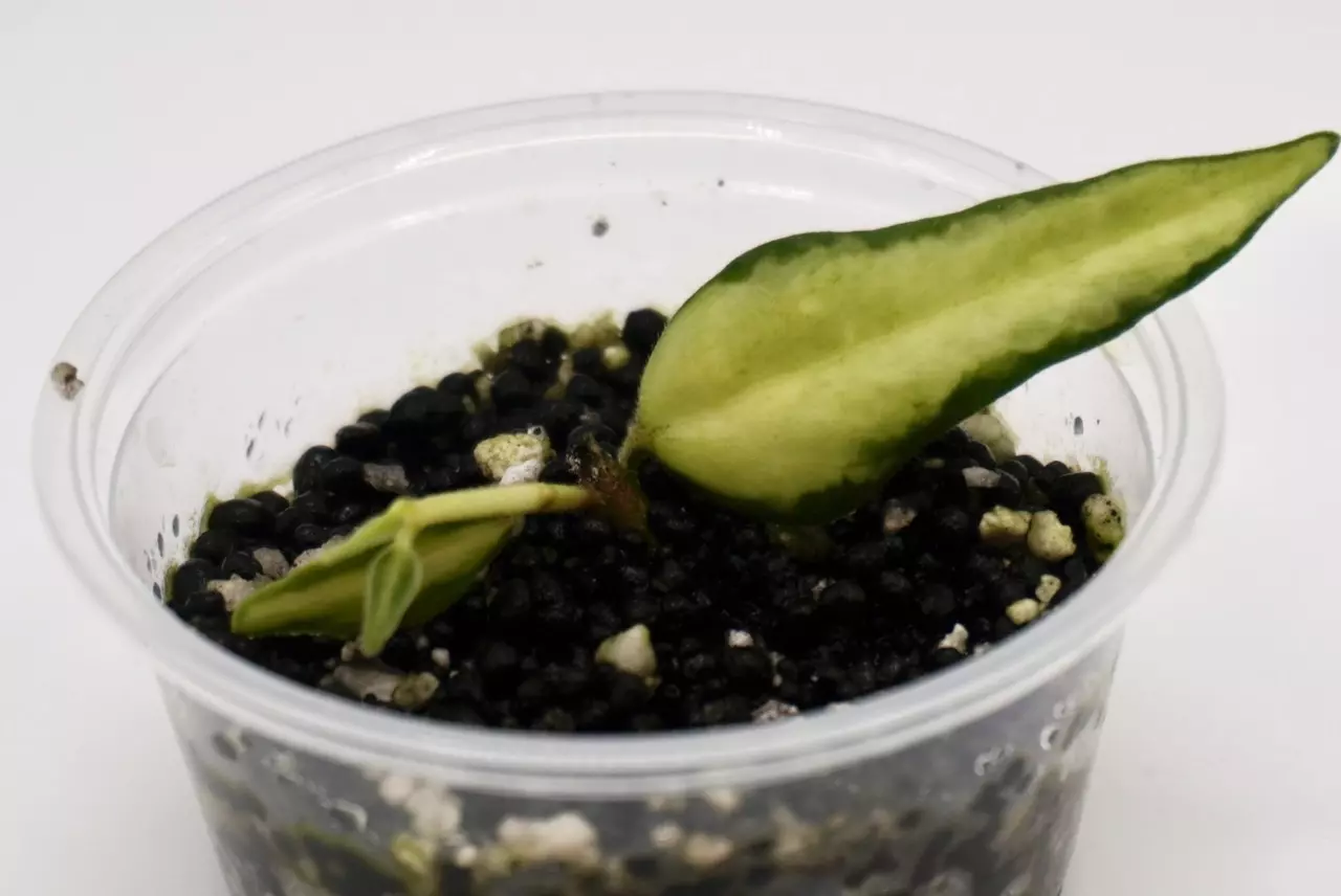 plant/H Bella LUIS BOIS-0