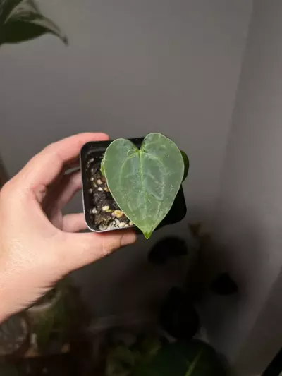 plant/Anthurium Contessa x Papi BVEP (1 seeding)-2-thumbnail