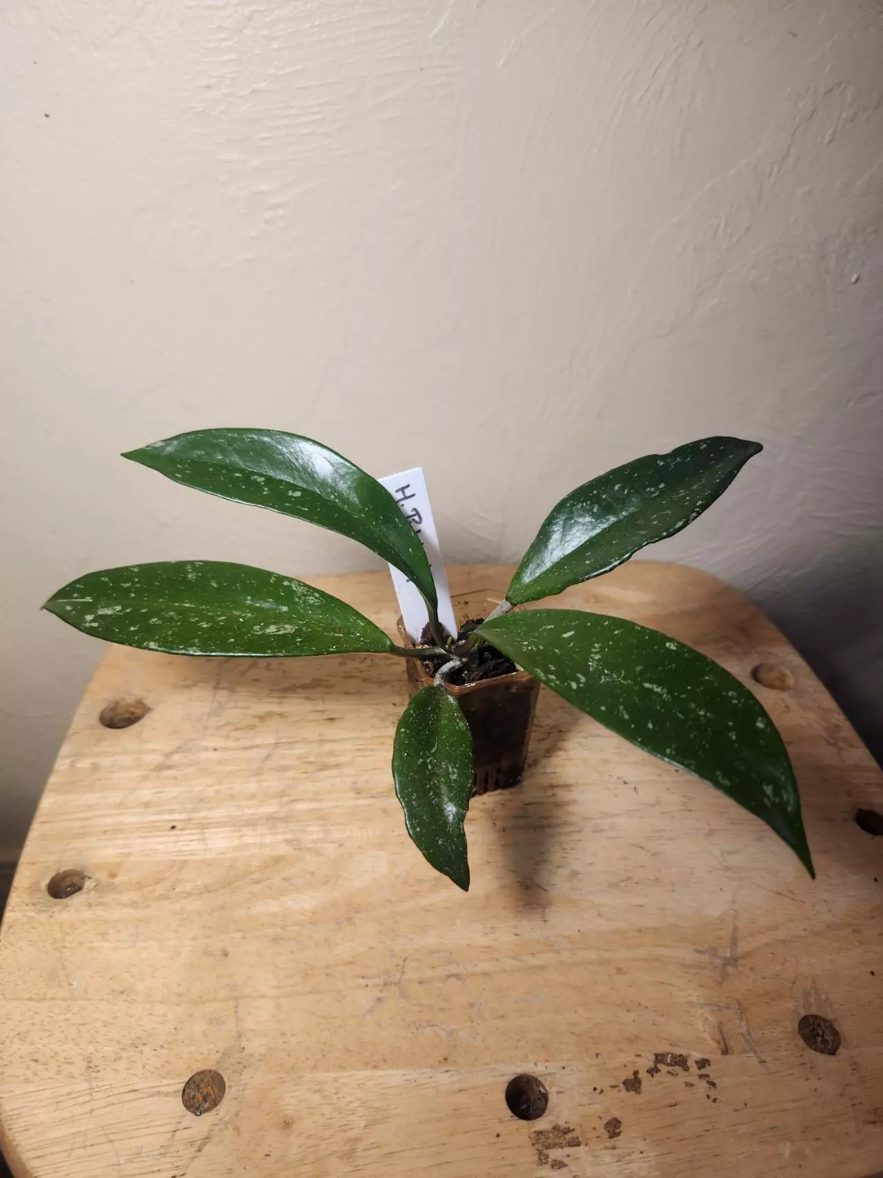 plant/#21 Hoya Publicalyx Splash starter-2