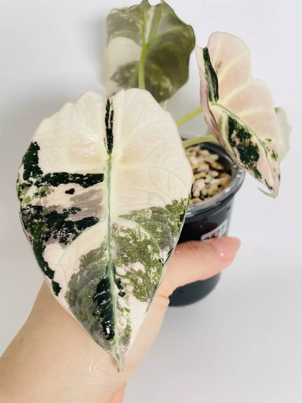 plant/Alocasia Black Velvet Pink 0577-1