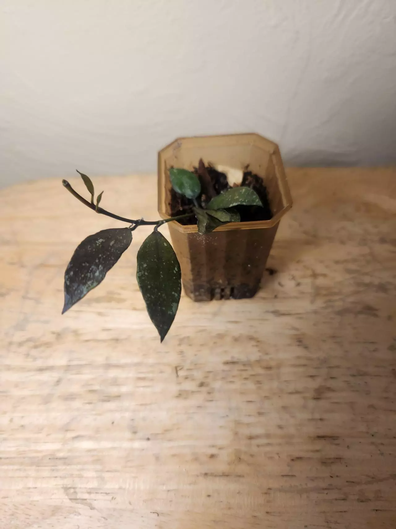 plant/#27 Hoya Lacunosa 'Royal Flush'-1