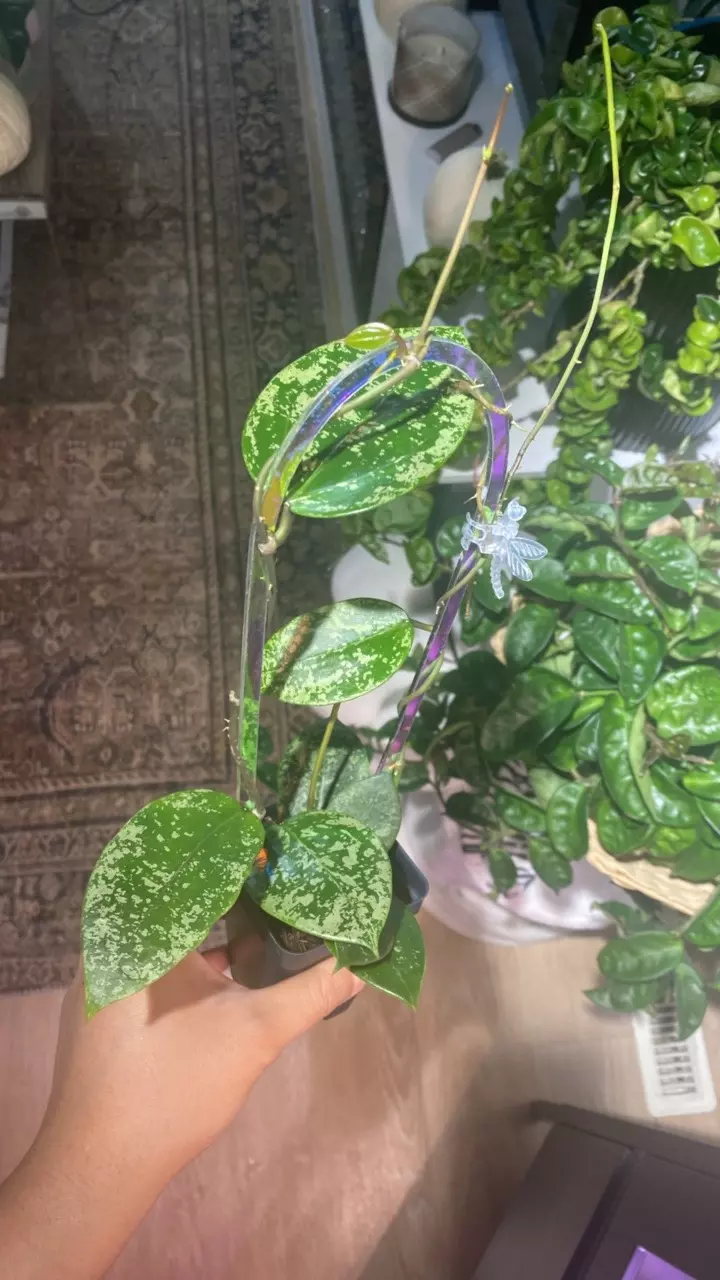 plant/Parasitica Splash with Trellis-0