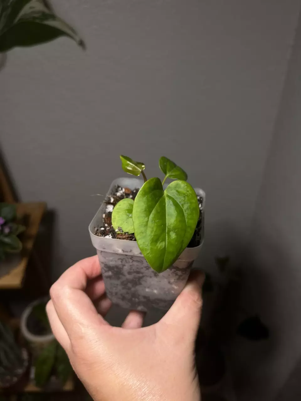 plant/Anthurium Contessa x Papi BVEP (1 seeding)-4