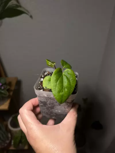 plant/Anthurium Contessa x Papi BVEP (1 seeding)-4-thumbnail