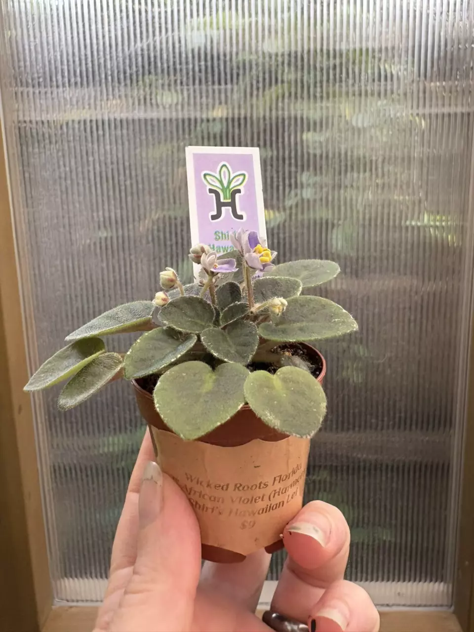 plant/2” Mini African Violet Shiri’s Hawaiian Lai-2