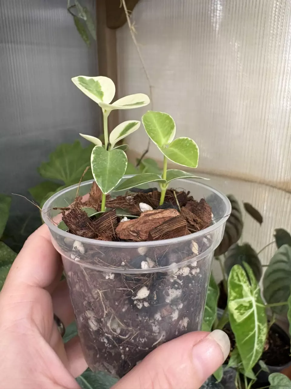 plant/3” Hoya Cumingiana Albo-1