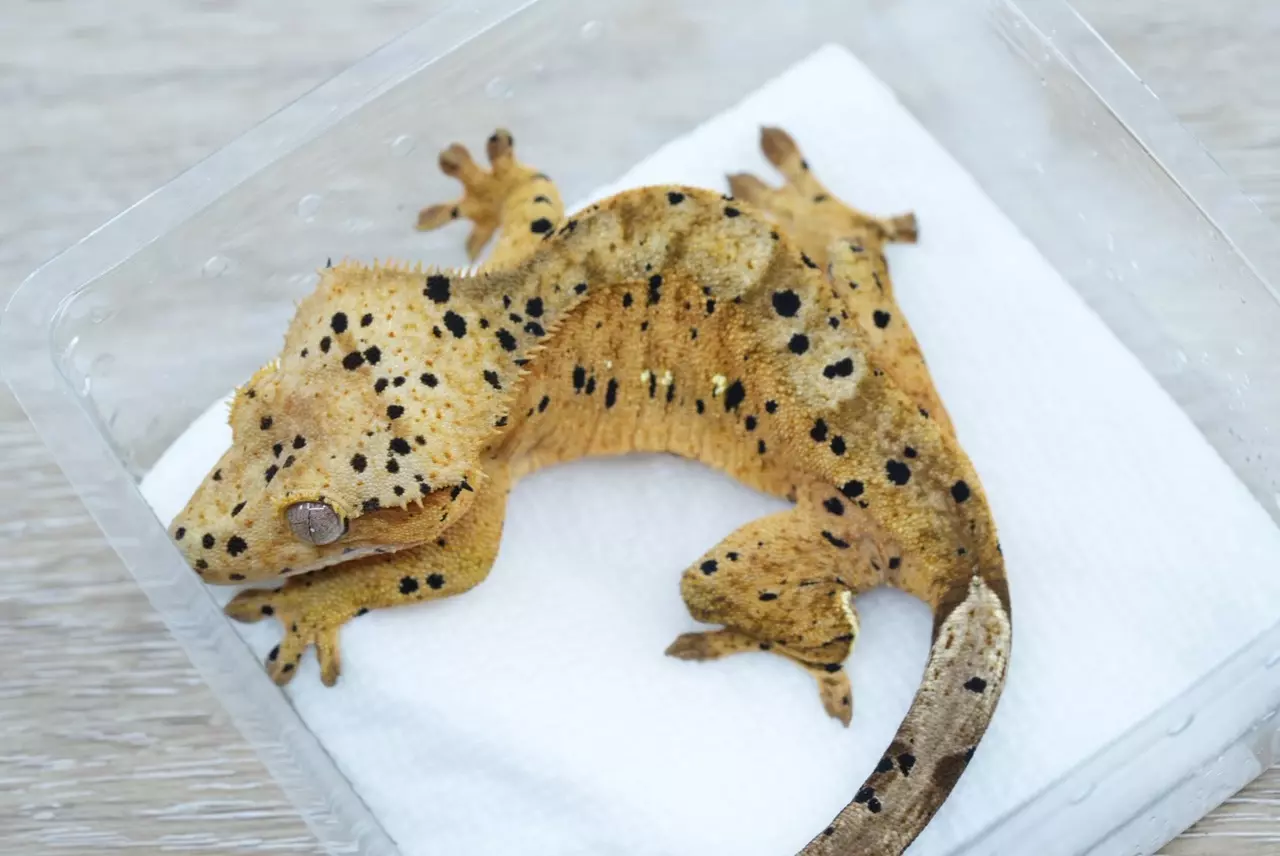 plant/496 Lilly exotics line Dalmatian female-0
