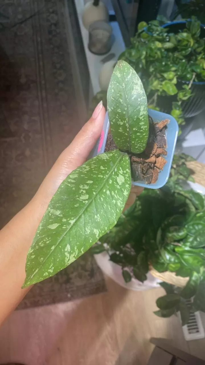 plant/Gayo Lues Hoya-0