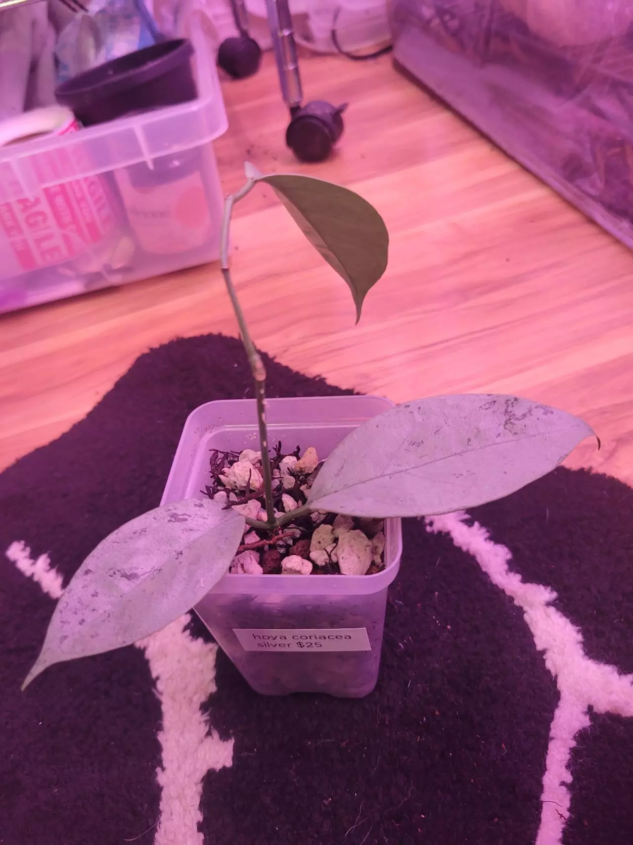 plant/Hoya coriacea silver-1