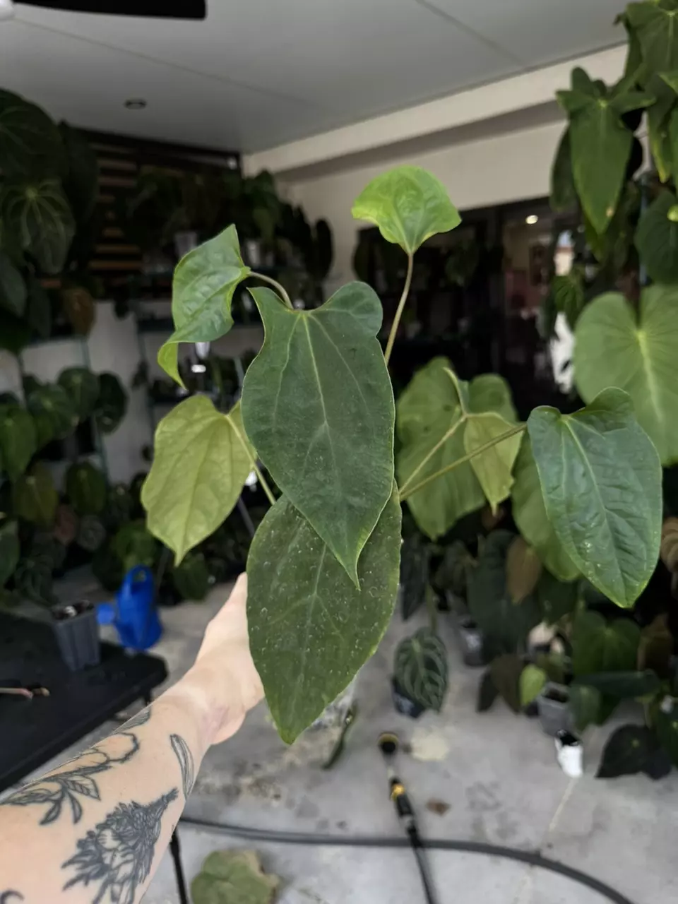 plant/Tezula anthurium AOS df x Pap Soul Reaper-0