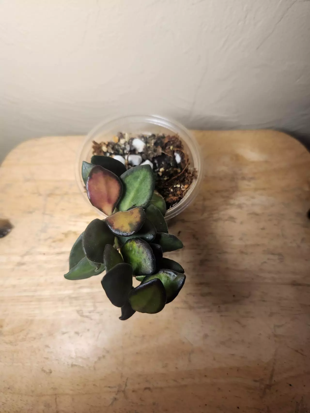 plant/#22 Hoya Burtoniae-2