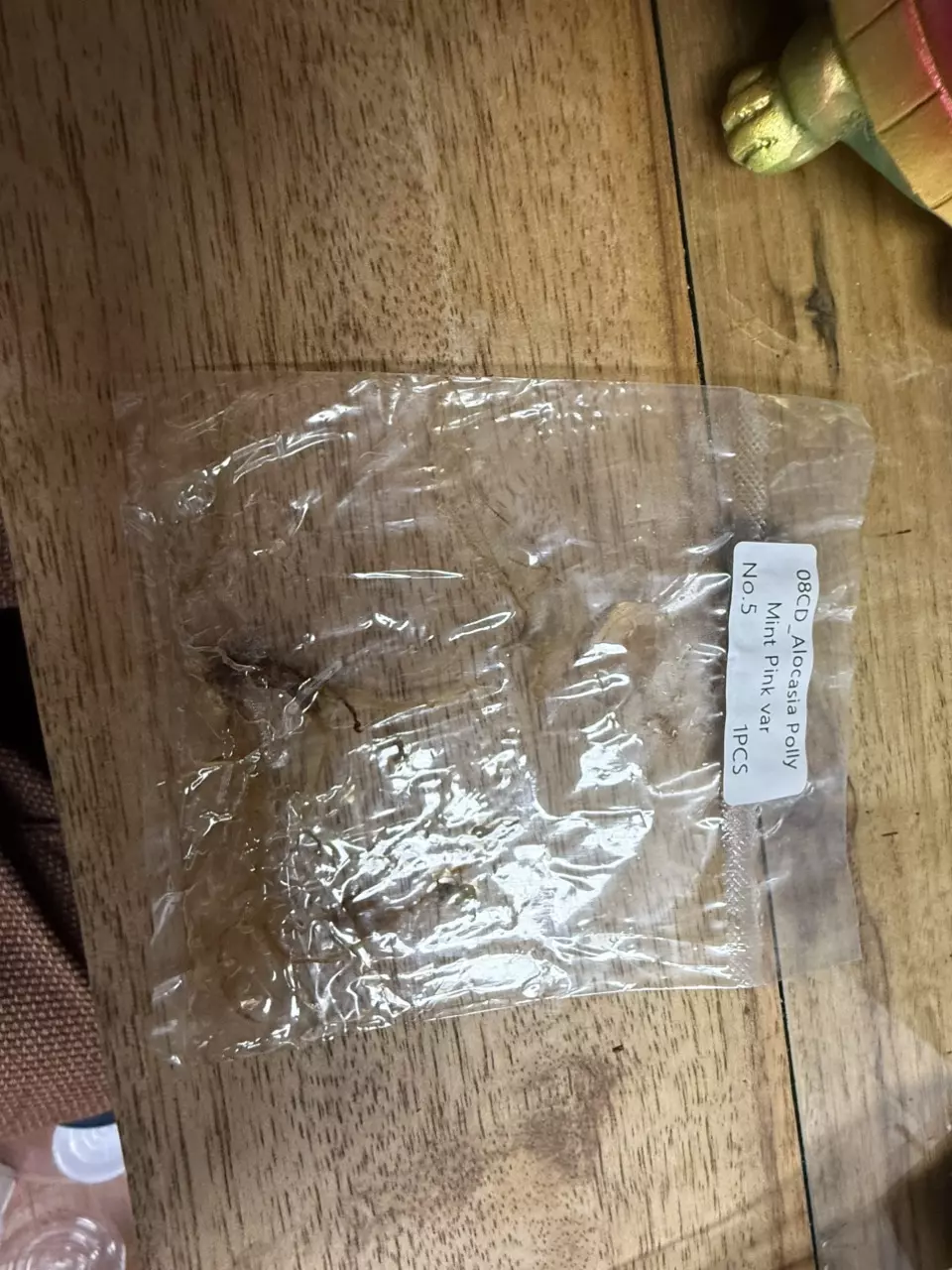 plant/Alocasia Polly Mint TC 5 rehab-0