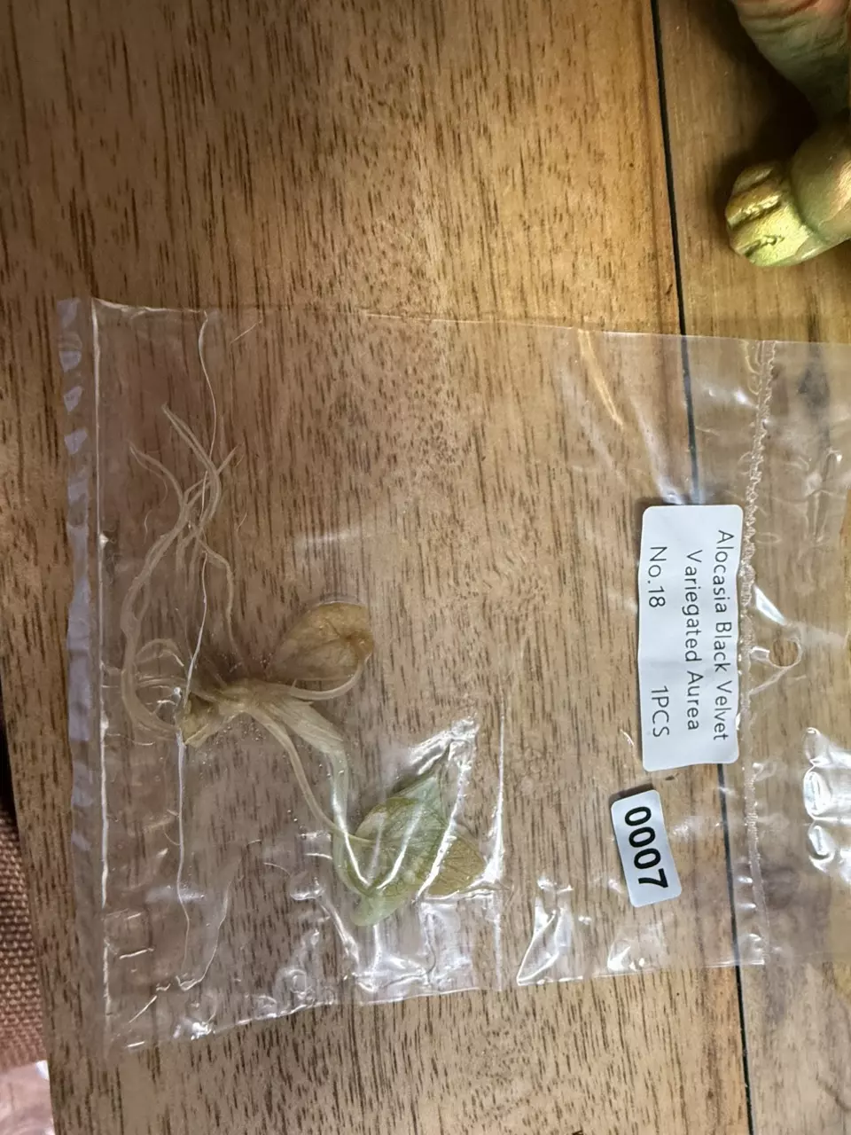 plant/Alocasia Black Velvet Aurea 18-0