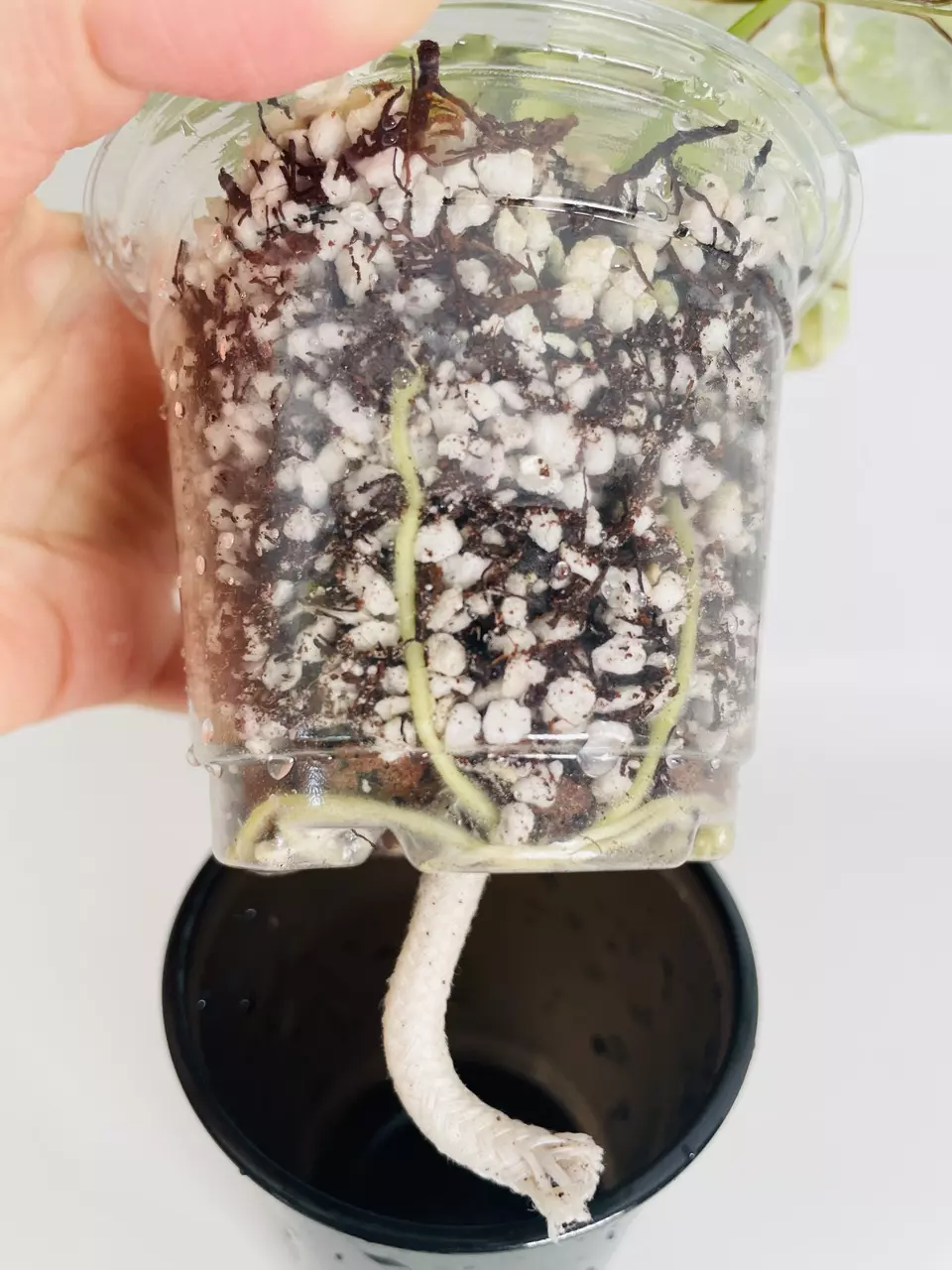 plant/Alocasia Silver Dragon Var. 0550-4
