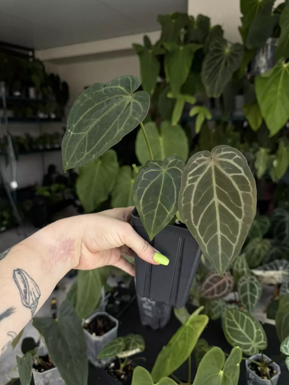 plant/Tezula anthurium AOS x  Dark Crystal with offset-0