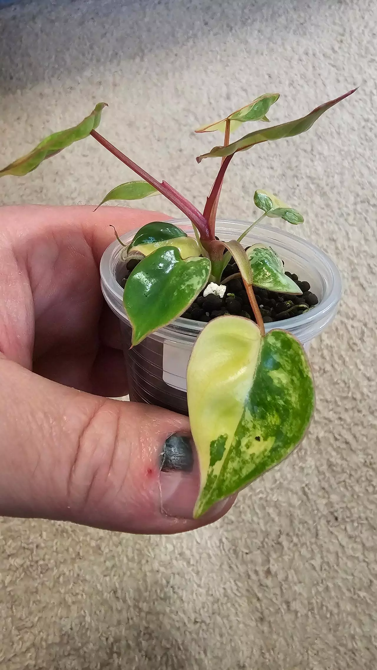 plant/Variegated Billietiae-1