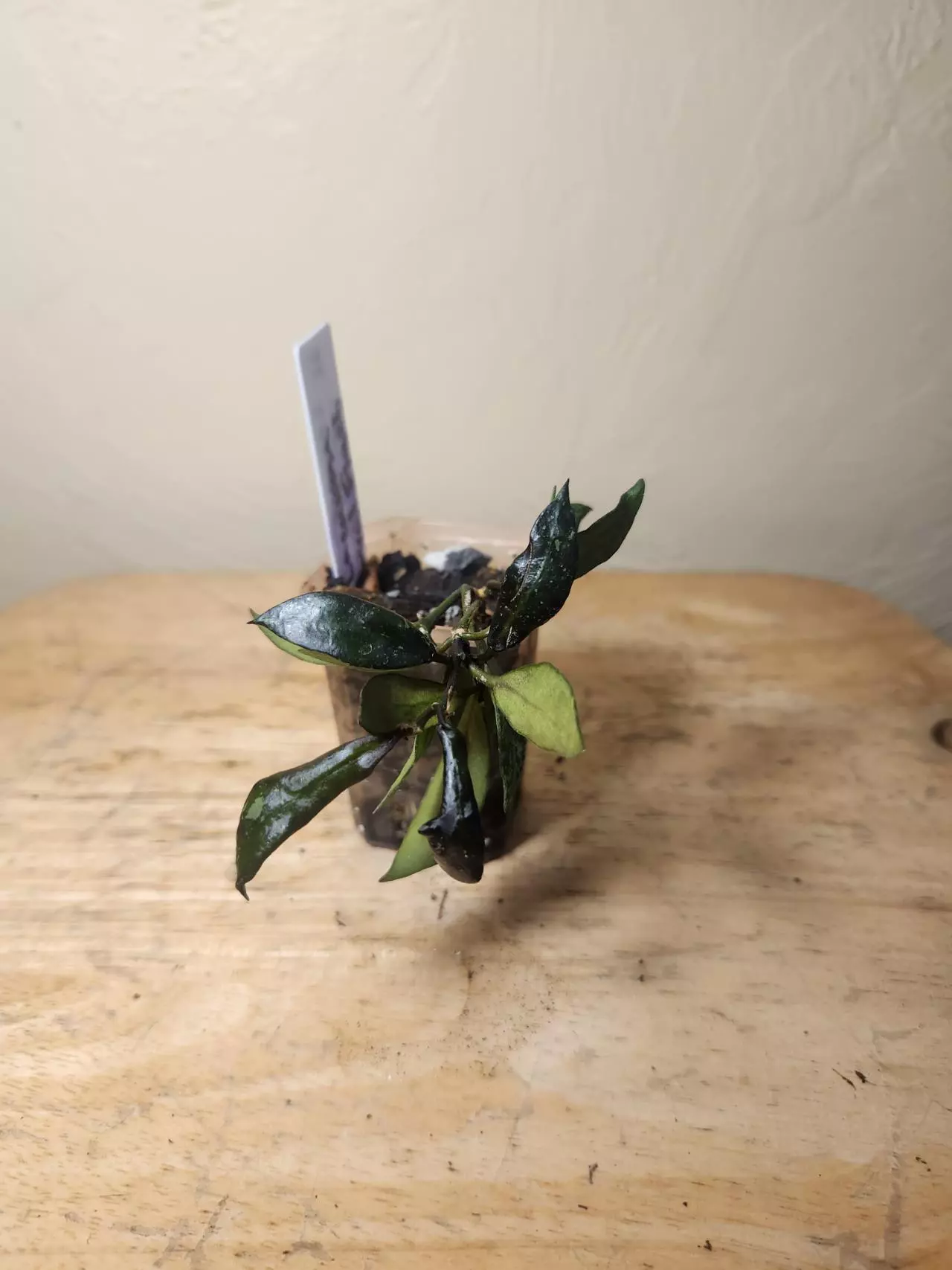 plant/#23 Hoya Lacunosa "Royal Flush"-0