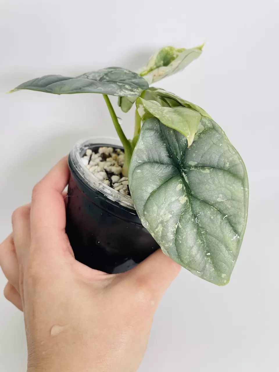 plant/Alocasia Silver Dragon Var. 0551-1