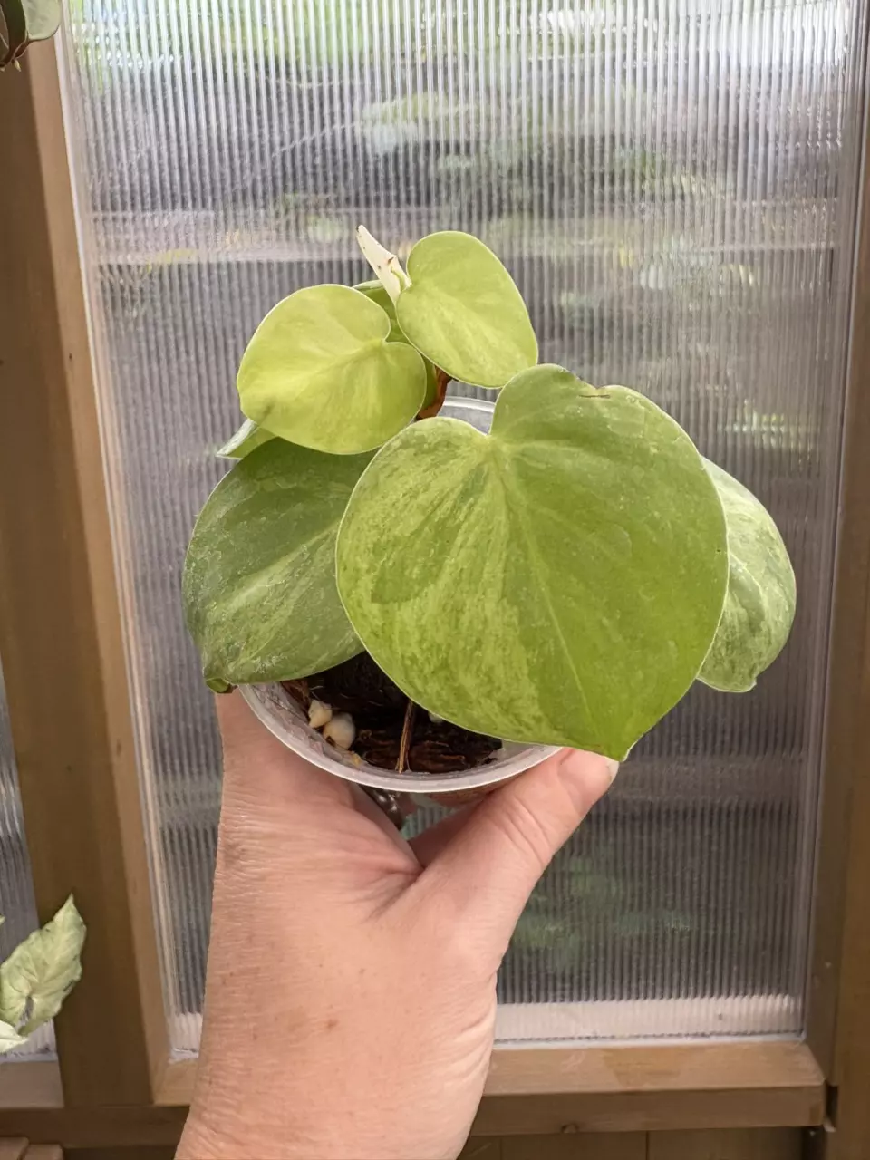 plant/3” Philodendron Heartleaf Variegated-1