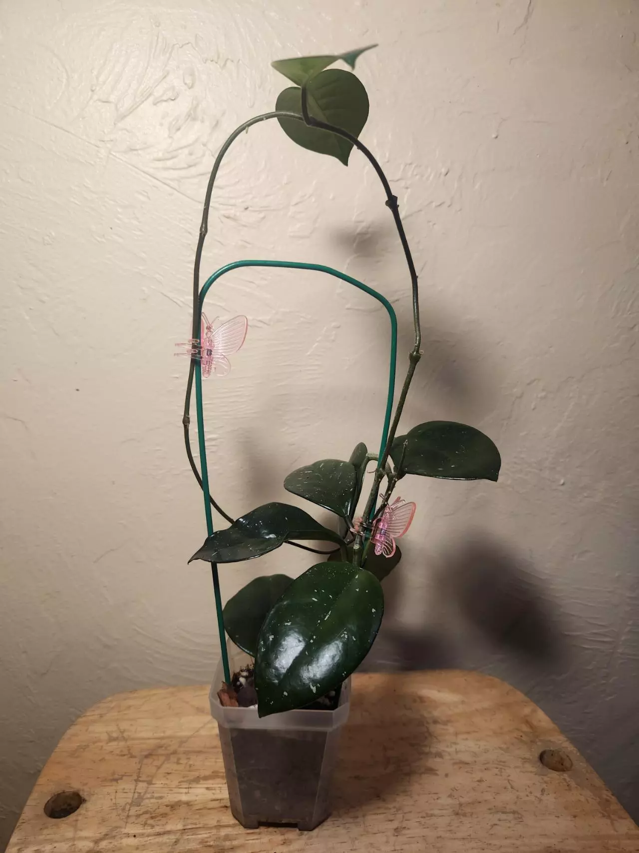 plant/#24 Hoya Carnosa Freckled Splash (Trellis not included)-1