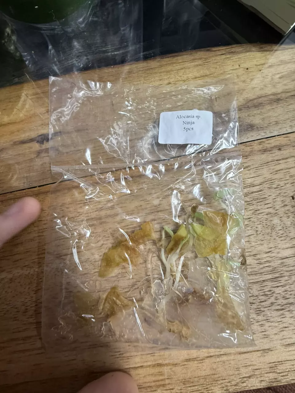 plant/Alocasia Ninja 5 pack-0