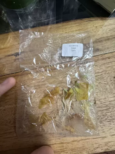 plant/Alocasia Ninja 5 pack-0-thumbnail