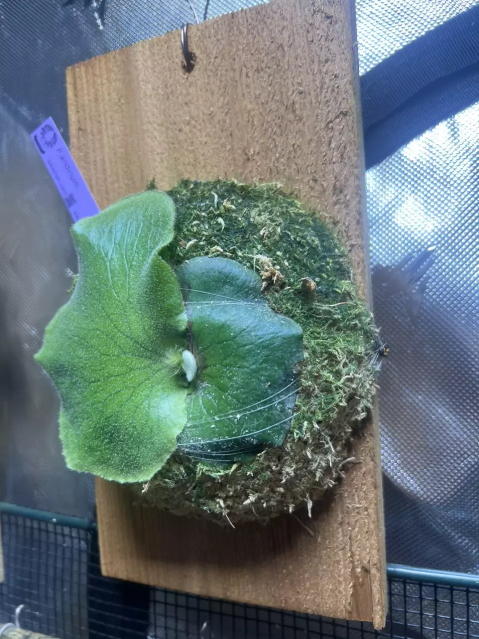 plant/Platycerium andinum-2