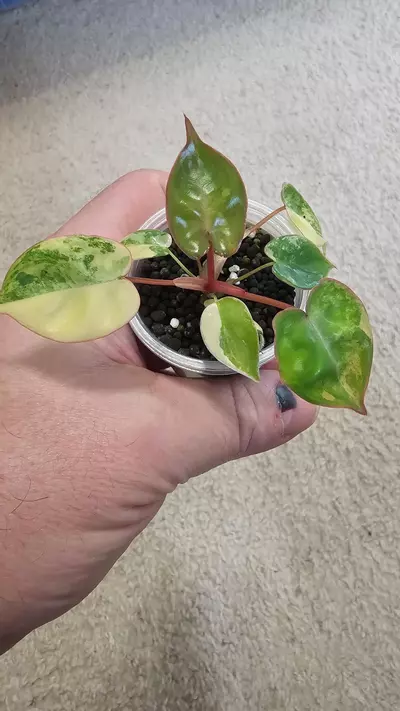 plant/Variegated Billietiae-3-thumbnail