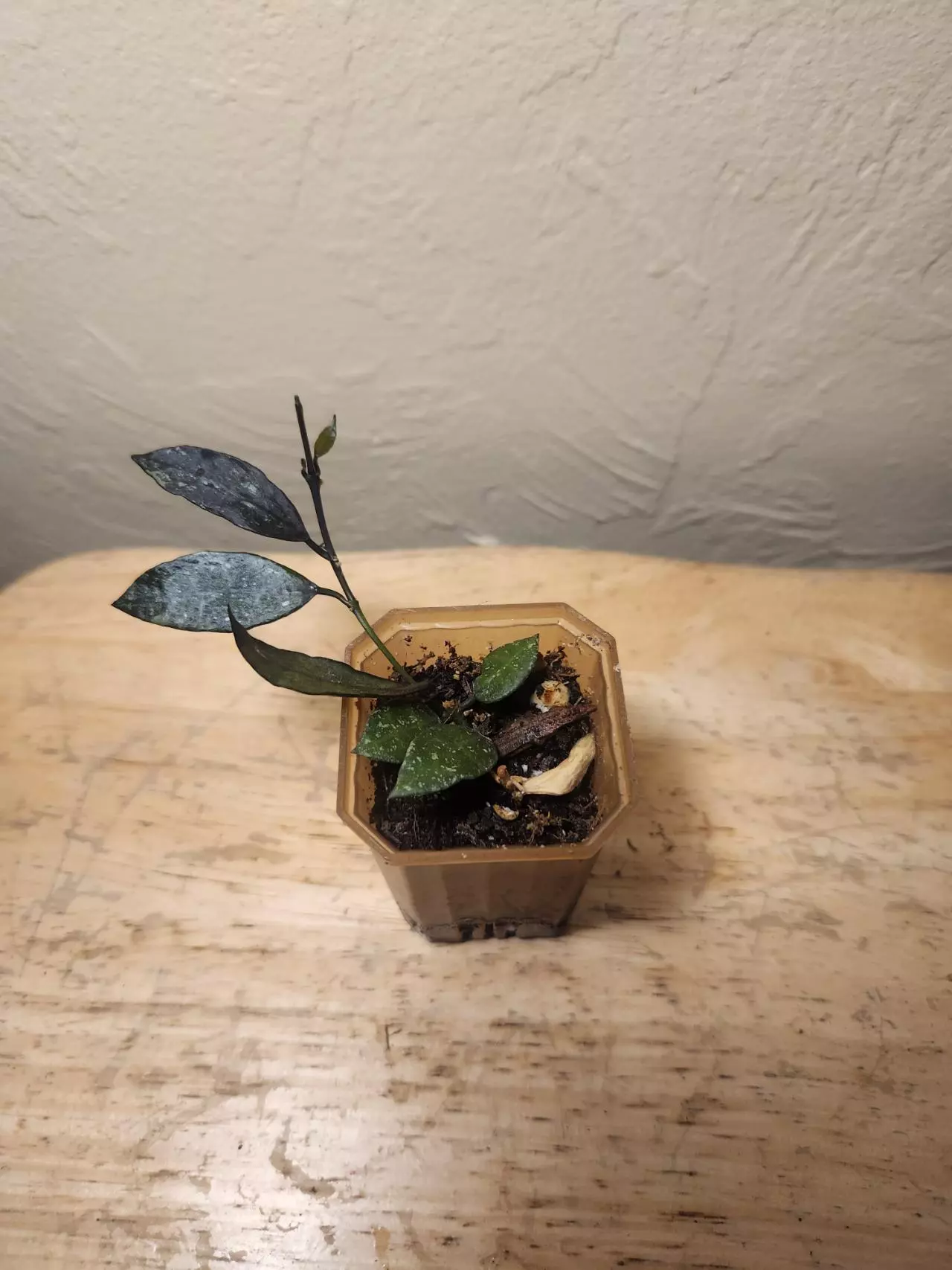 plant/#27 Hoya Lacunosa 'Royal Flush'-0