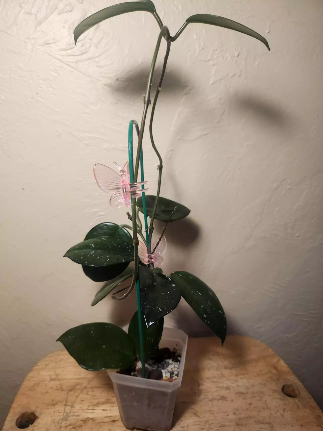 plant/#24 Hoya Carnosa Freckled Splash (Trellis not included)-3