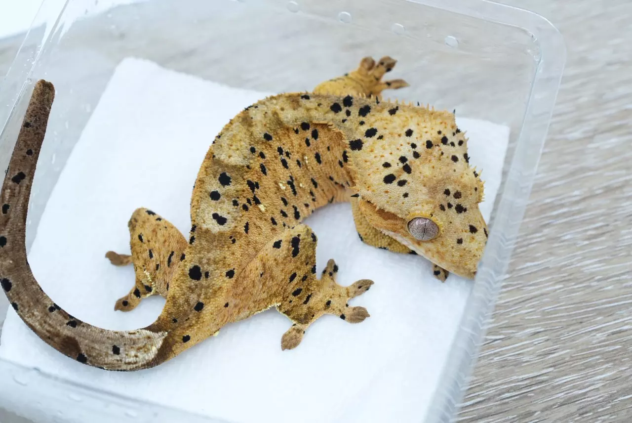 plant/496 Lilly exotics line Dalmatian female-1