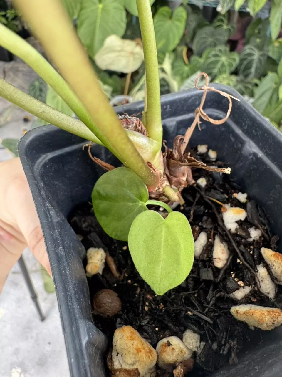 plant/Tezula anthurium AOS x  Dark Crystal with offset-1