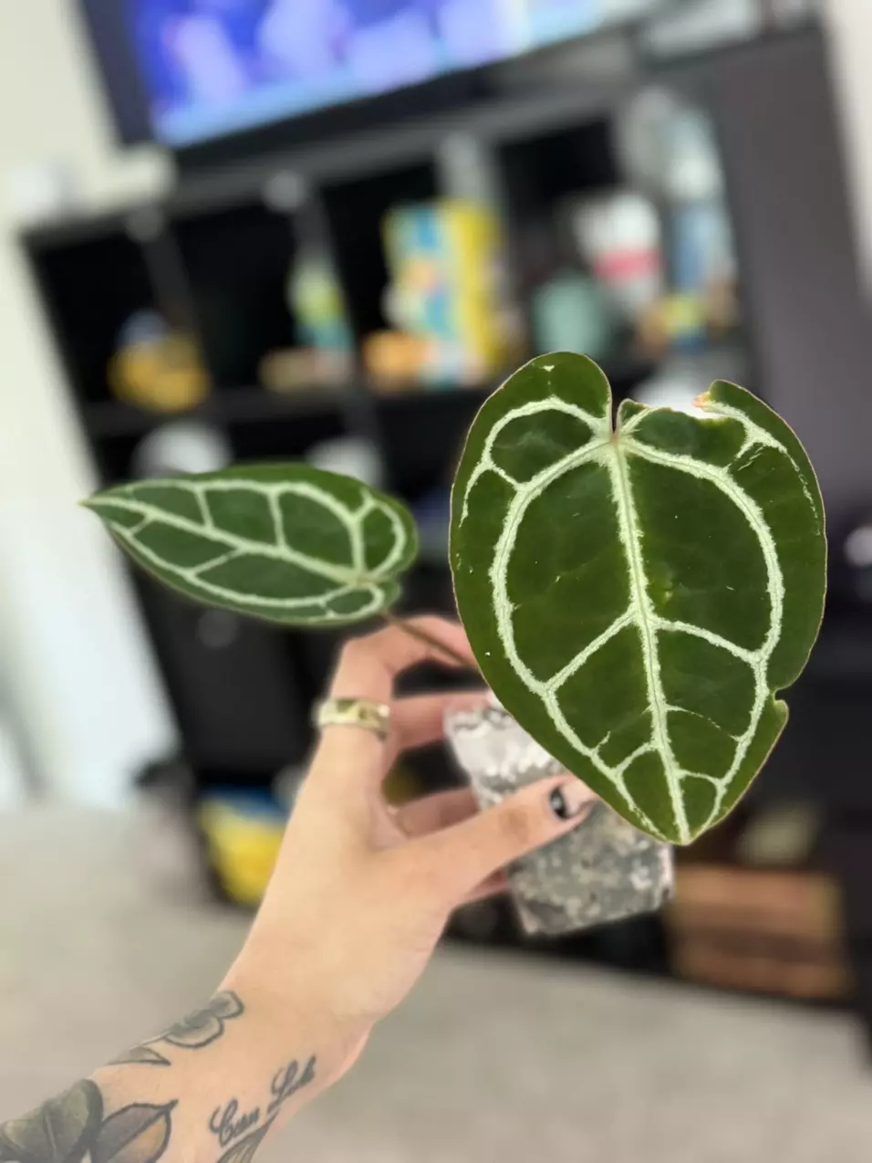 plant/Crystallinum Dark Form-0