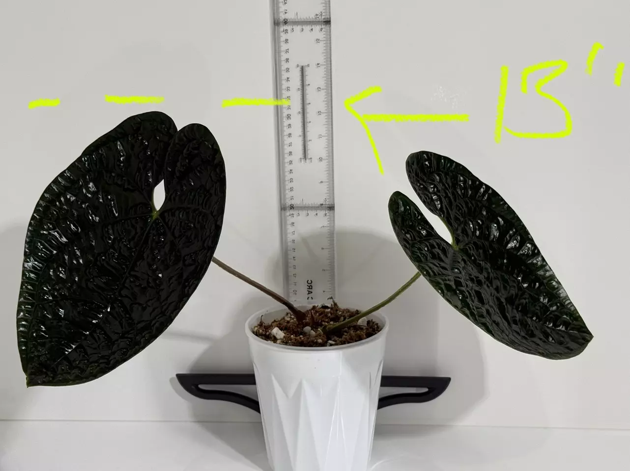 plant/Black Luxurians in Cataphyll-1