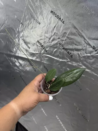 plant/0094 Hoya Pottsii 2.5”-0-thumbnail