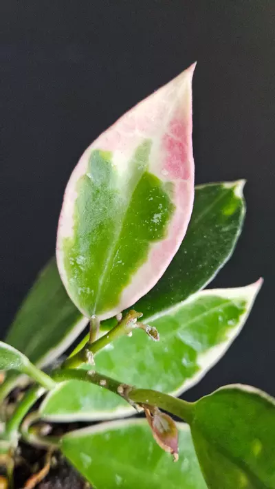 plant/Hoya lacunosa 'Asami'  #2-2-thumbnail