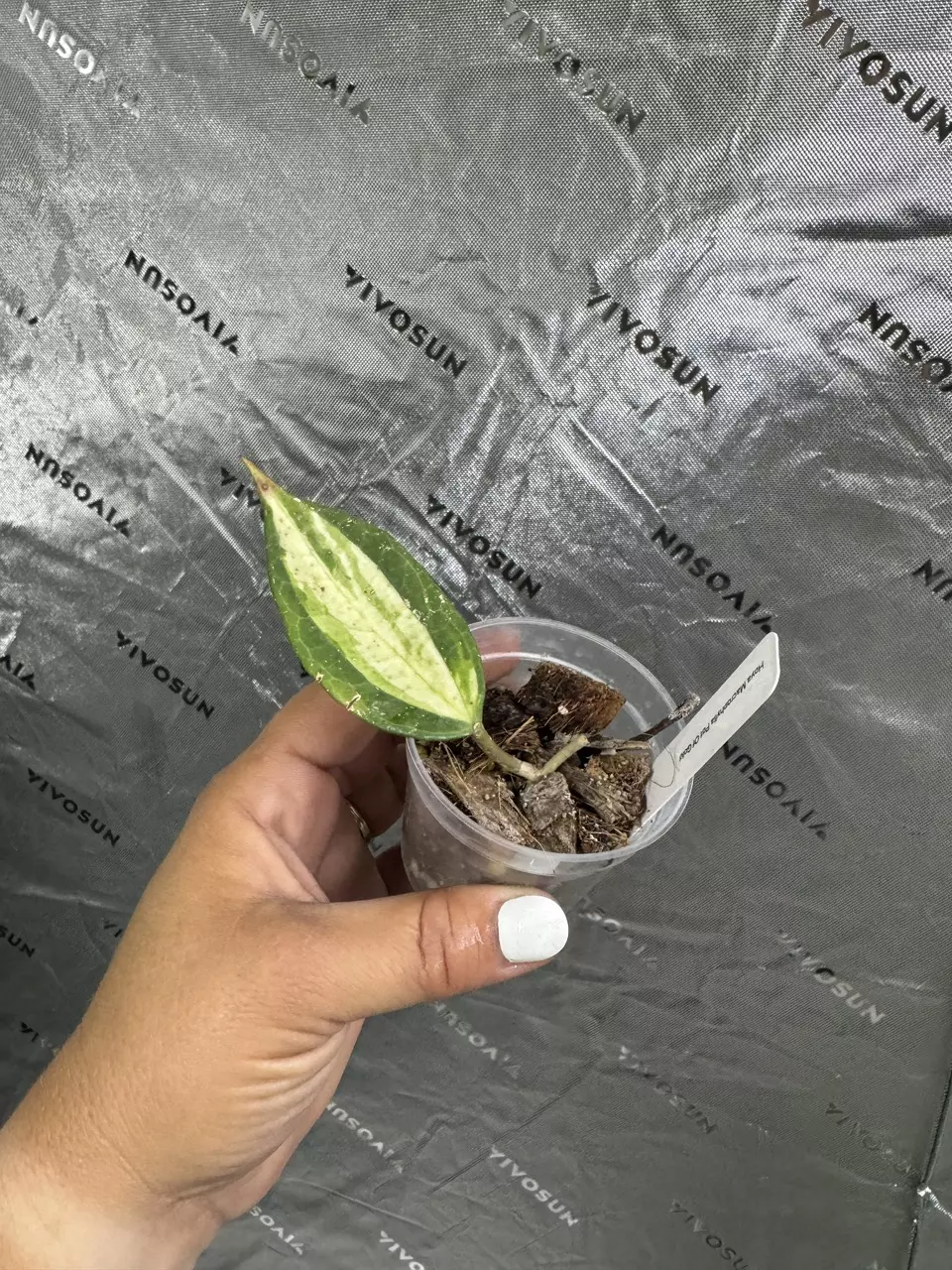 plant/0098 Hoya Macrophylla Pot Of Gold 2.5”-0